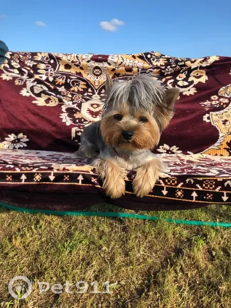 Пропала собака, Чернушка - photo