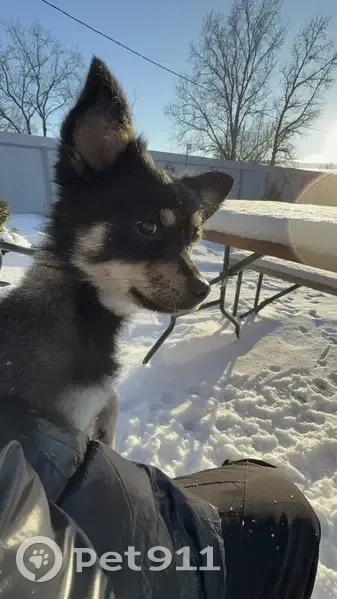 Пропала собака, Ташла - photo