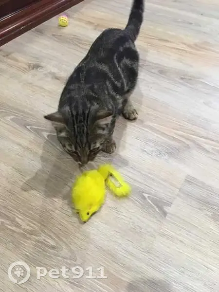 Пропала кошка, Юбилейная ул. 50, Владимир - photo