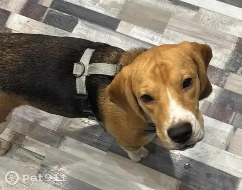 Пропала собака, Маклино - photo