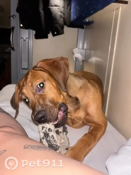 Пропала собака, Лобва - photo