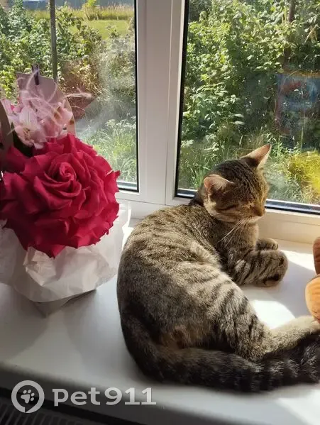 Пропала кошка в Куюках, Татарстан - photo