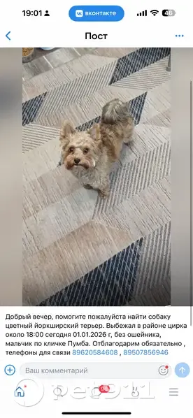 Пропал йоркширский терьер, Омск, Карла Маркса 43А - photo
