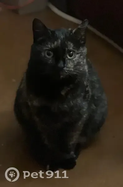 Пропала кошка, Иваново - photo