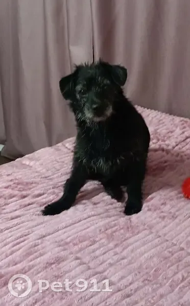 Пропала собака, Архангельск - photo