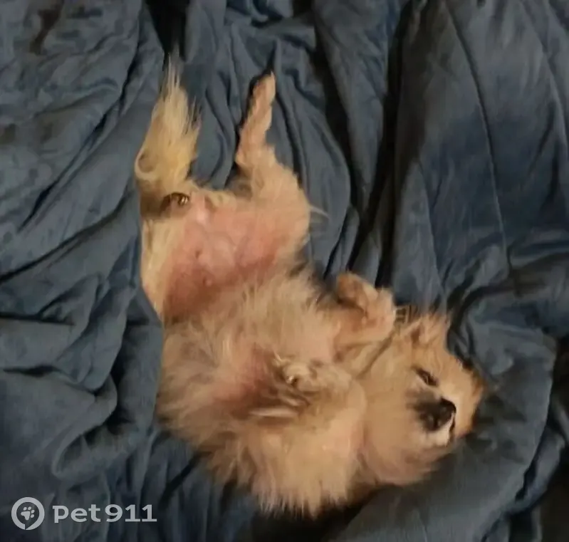 Пропала собака, Осинники - photo