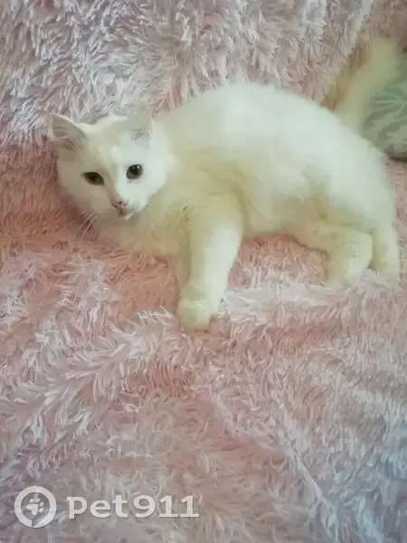 Пропал белый кот, Московская ул., Саратов - photo