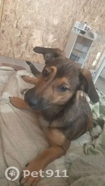 Пропала собака, Нылга - photo