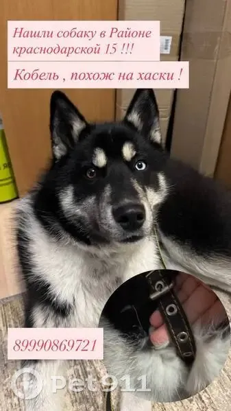 Найден щенок, Краснодарская ул. 15, Хабаровск - photo