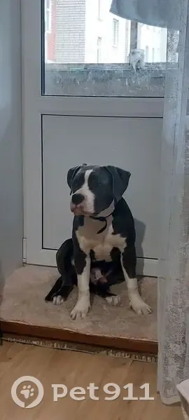 Пропала собака, Благовещенское - photo