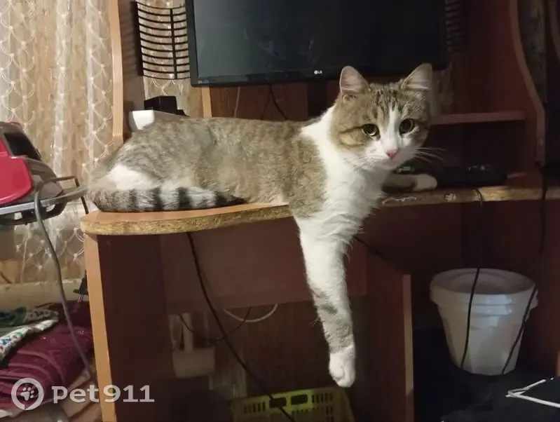 Пропала кошка, Нижний Новгород - photo