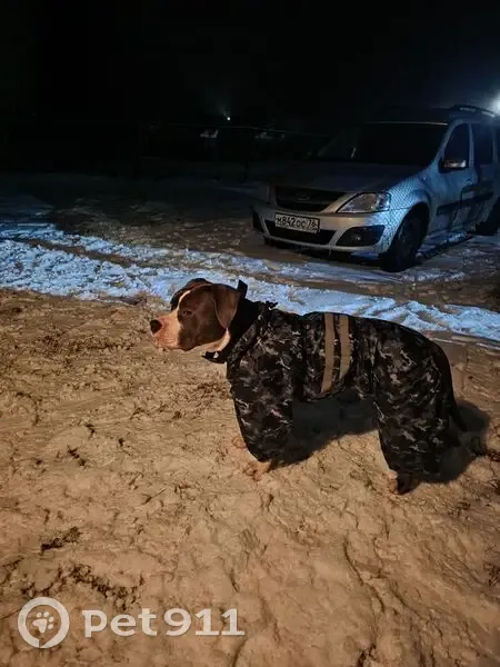 Пропала собака, Благовещенское - photo