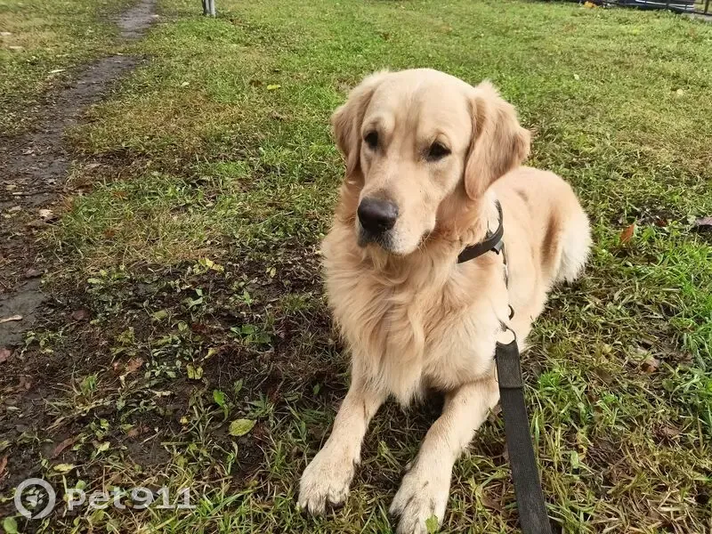 Пропала собака, Красное - photo