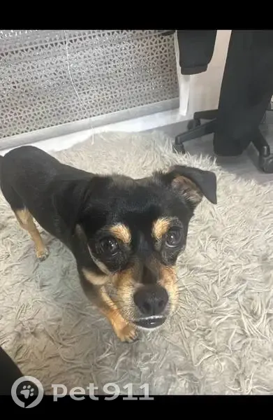 Пропала собака, Краснодар - photo