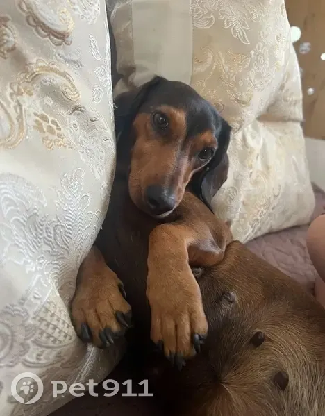 Пропала собака, Колмогорово - photo