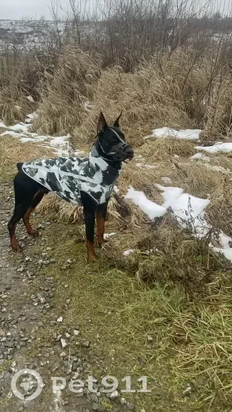 Пропала собака, Никольское - photo