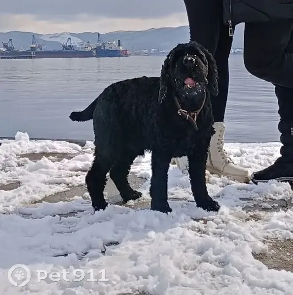 Пропала собака, Находка - photo
