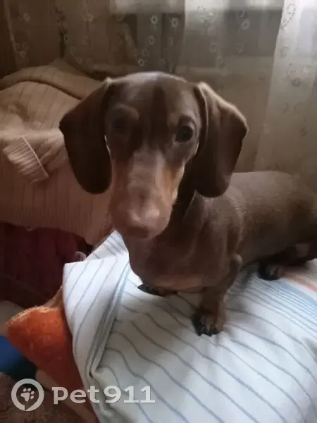 Пропала собака, Лисинское - photo