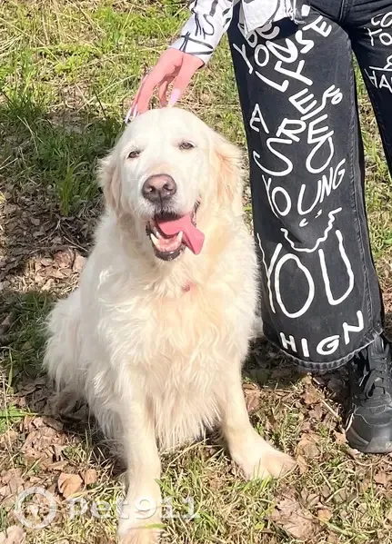 Пропала собака, Тамбов - photo