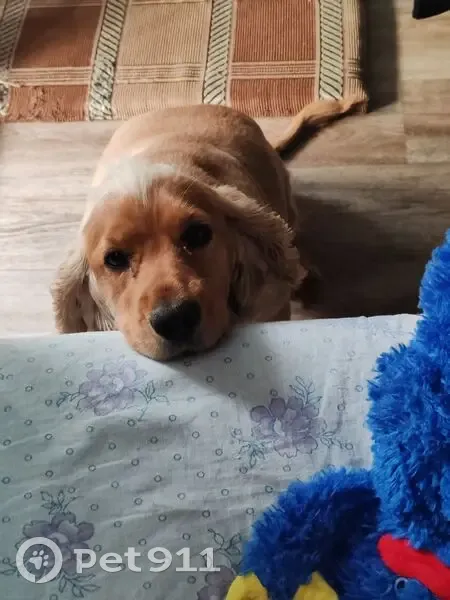 Пропала собака, Зональная станция - photo