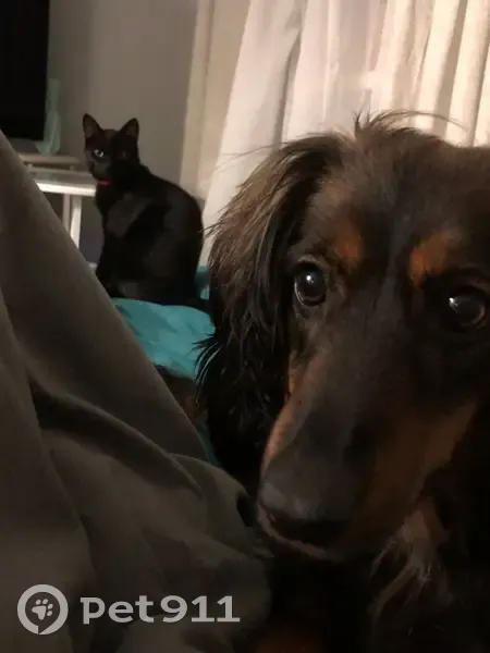 Пропала собака, Великий Новгород - photo