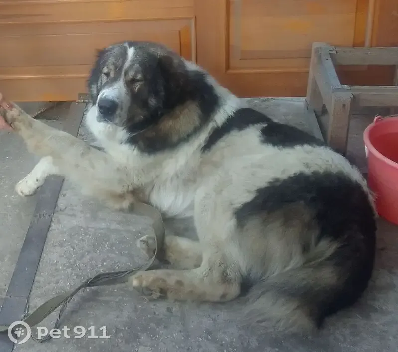 Пропала собака, Самара - photo