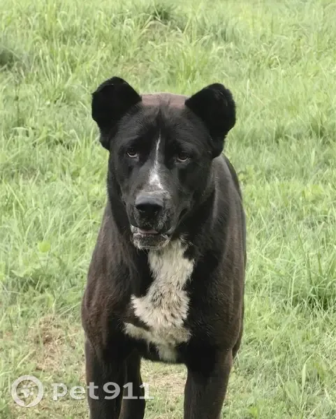 Пропала собака, Васильевка - photo