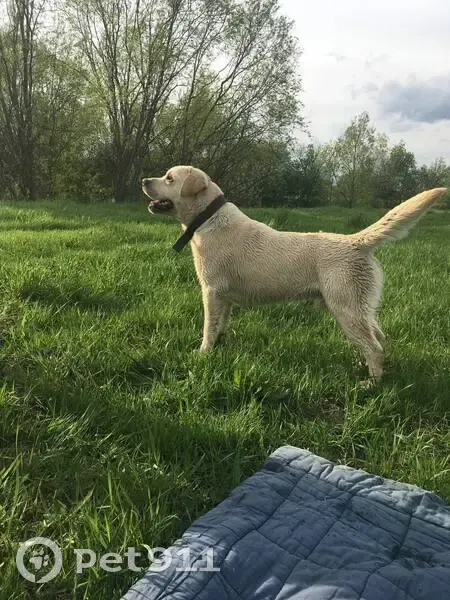 Пропала собака, Орехово-Зуево - photo