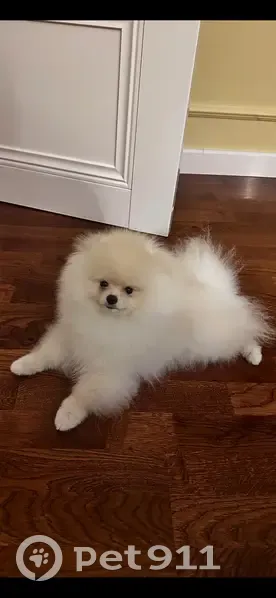 Пропала собака, Рощино - photo