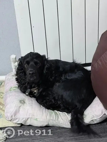 Пропала собака, Баймакская 103, Сибай - photo