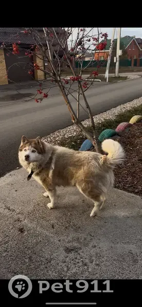 Пропала собака, Малые Кабаны - photo