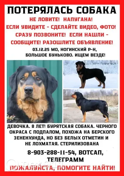 Пропала собака, Большое Буньково - photo