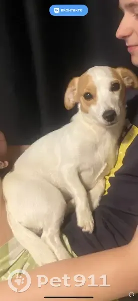 Пропала собака, Выкса - photo