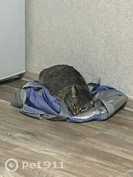 Пропала кошка, Кольчугино - photo