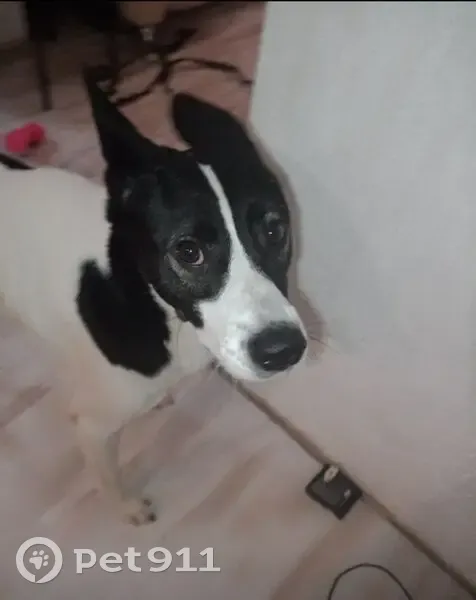 Пропала собака, Тюмень - photo