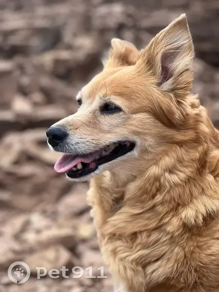 Пропала собака, Волжский - photo