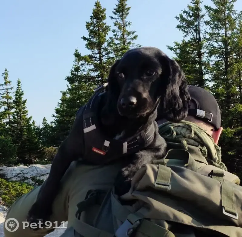 Пропала собака, ул. Худякова 21, Челябинск - photo