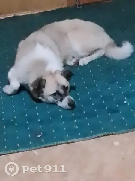 Пропала собака, Самара - photo