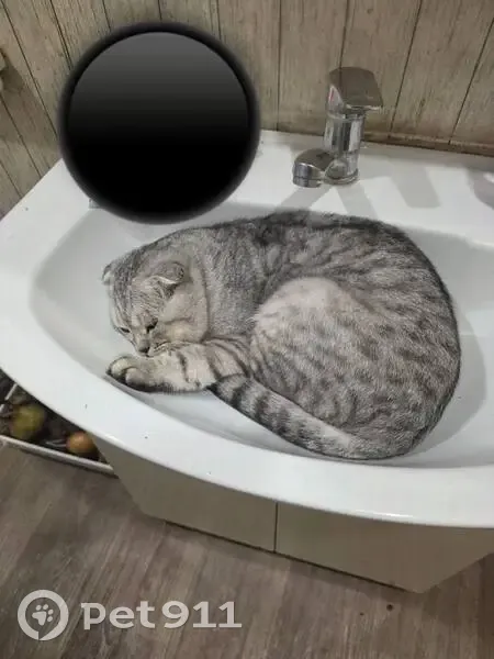 Пропала кошка на Глинки, 2А, Азнакаево - photo