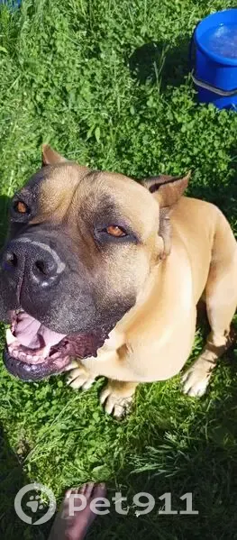 Пропала собака, Ларионово - photo