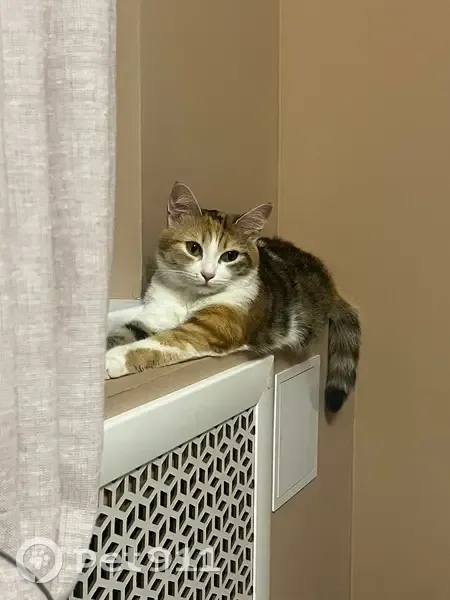 Пропала кошка, Белое озеро, Томск - photo