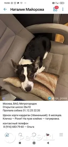 Пропала собака, Москва - photo