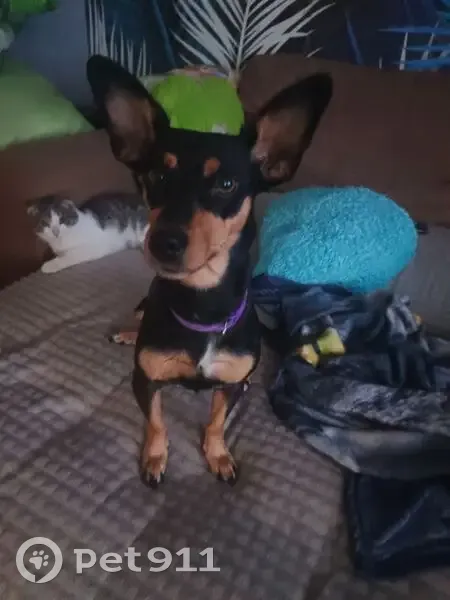 Пропала собака, Курган, Курганская обл. - photo