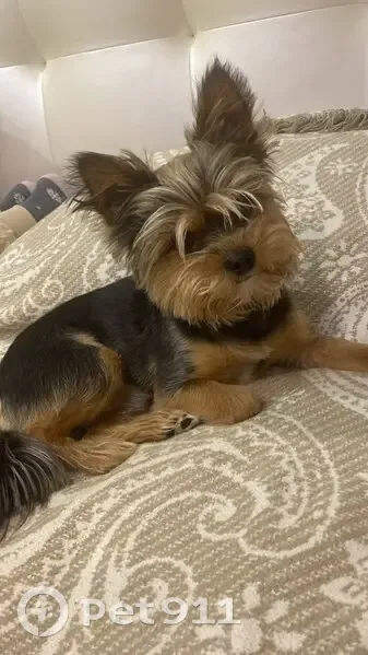 Пропала собака, Коломна - photo