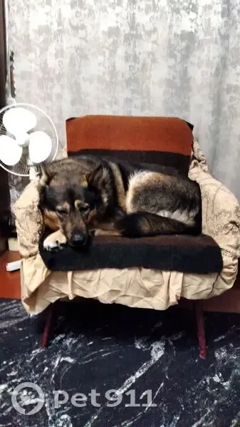 Пропала собака, Архангельская обл. - photo