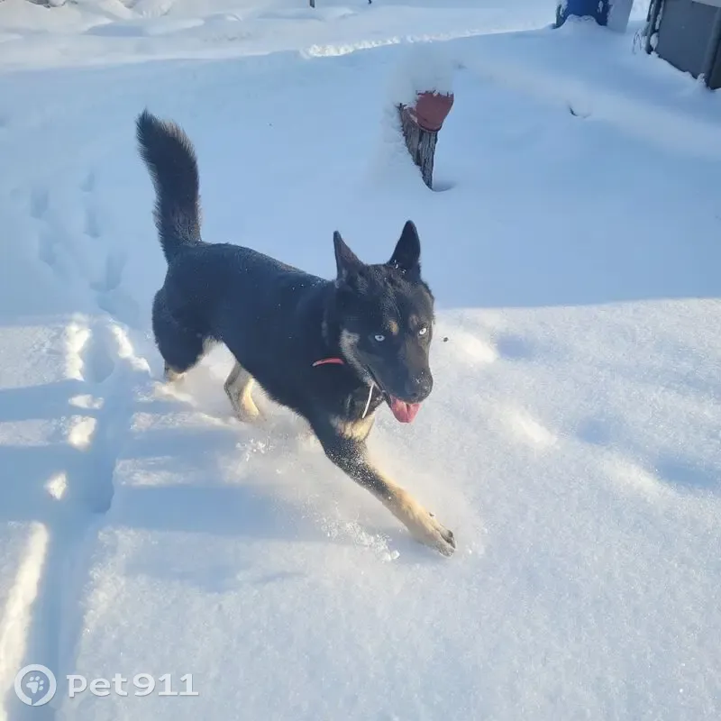 Собака найдена: Козьяково, МО - photo