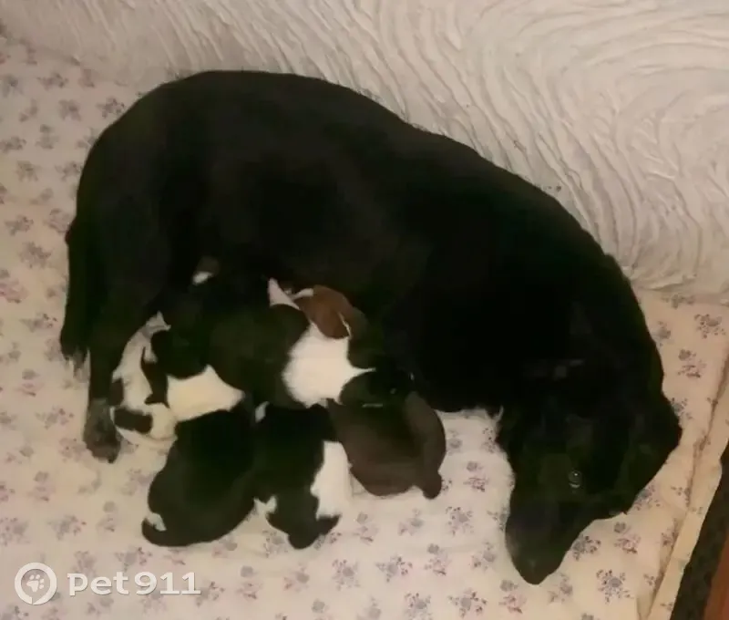 Пропала собака, ул. Строителей, 25 - photo