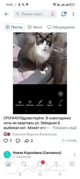 Пропала сиамская кошка, Звёздная 8 - photo