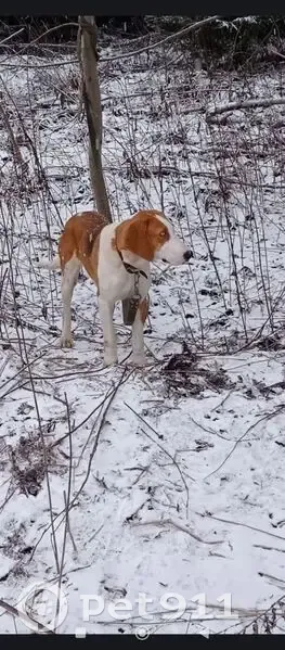 Пропала собака, ул. Гайдара 2, Торбино - photo