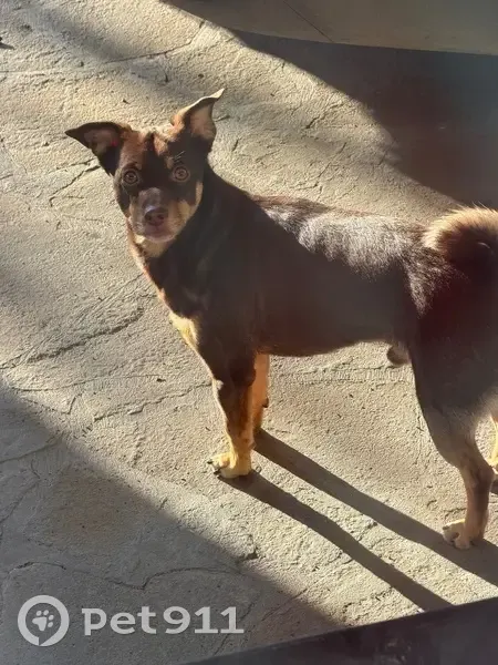 Пропала собака, Шахты - photo